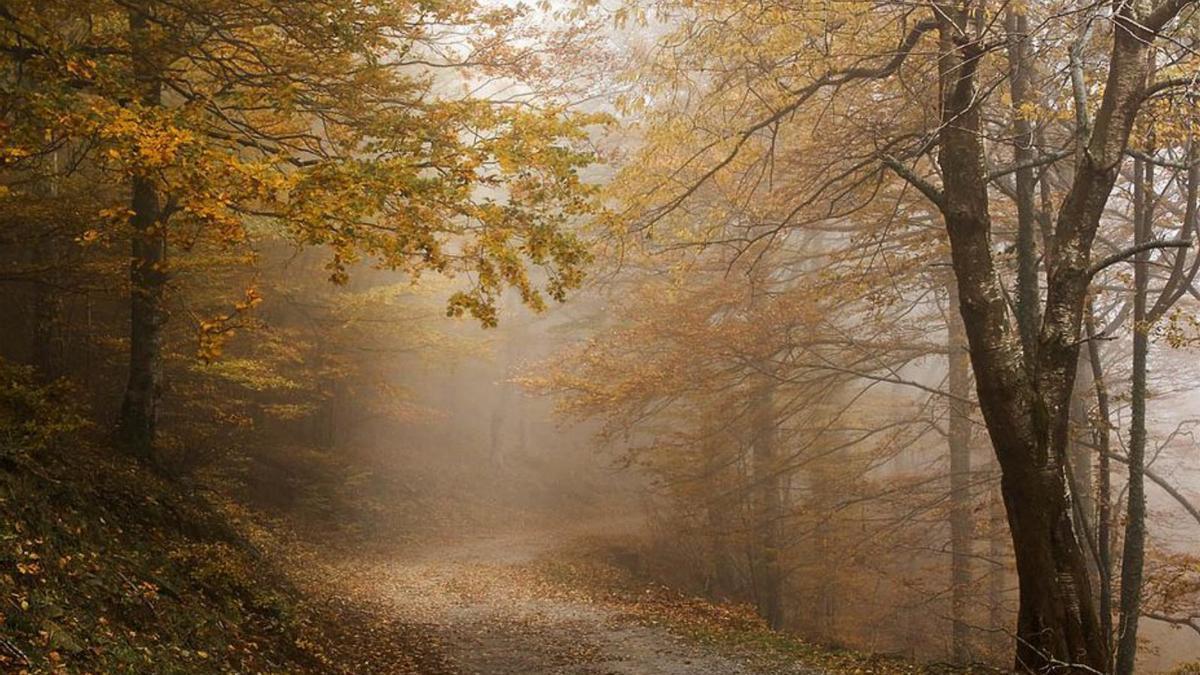 Els colors de la tardor al camí al Puig Neulós, a l’Albera