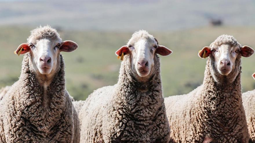 Lonja de Extremadura, martes 7 de abril de 2026