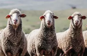 Lonja de Extremadura, martes 7 de abril de 2026
