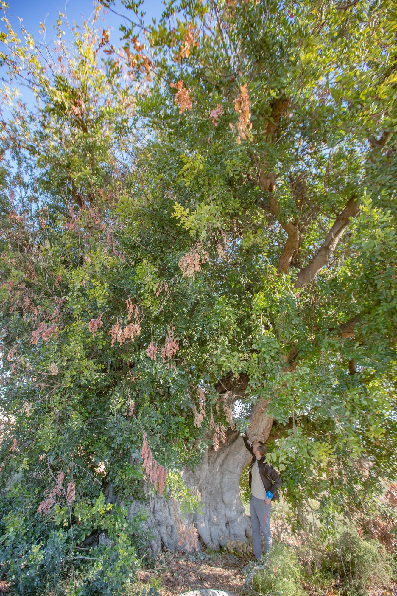 Algarrobo centenario. Tiene un espectacular tronco, 7 metros de diámetro y está en Atzavares.