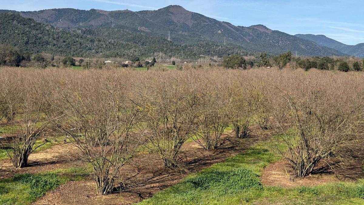 Un camp d'avellaners a Brunyola.