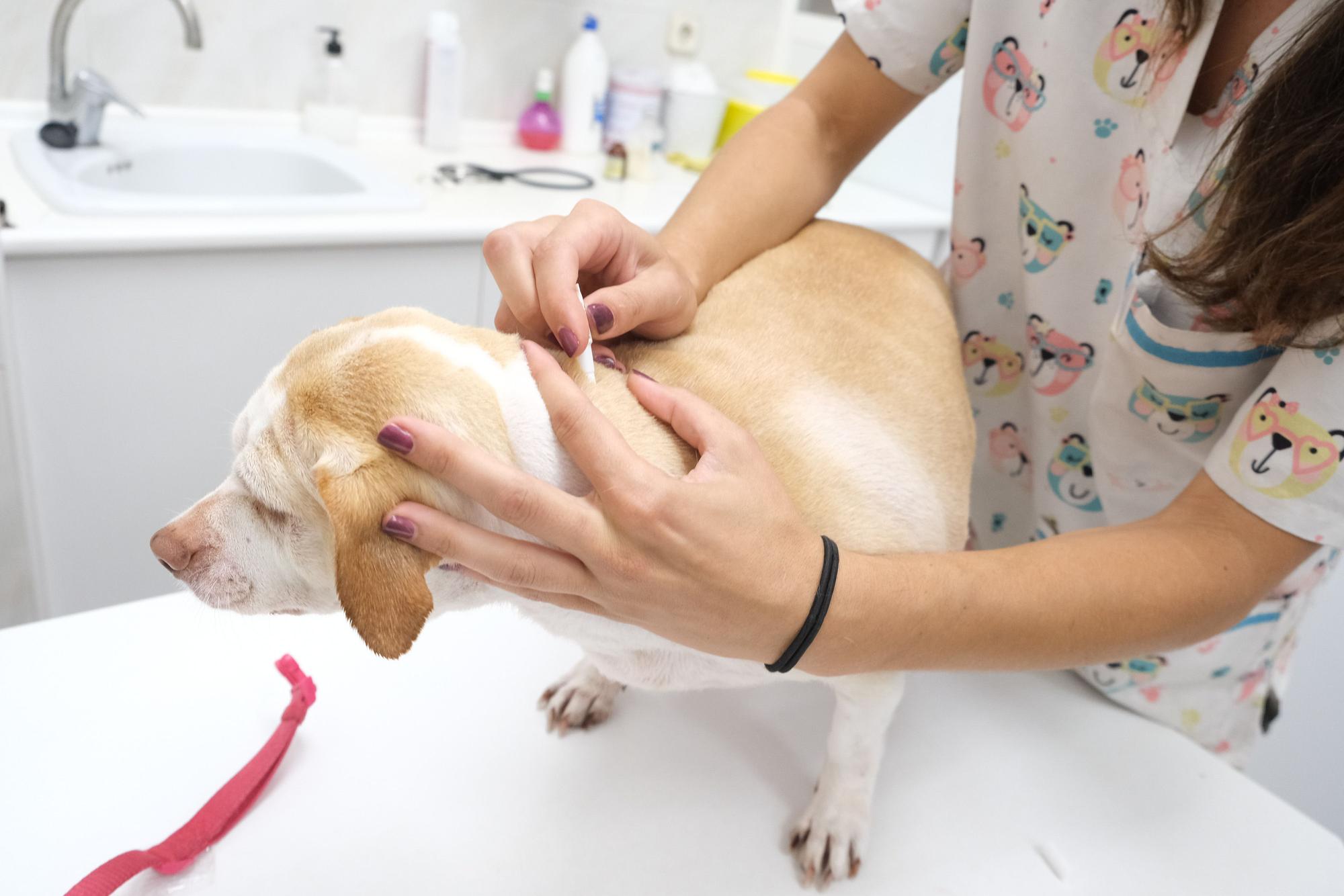 Aumentan las atenciones a perros con garrapatas