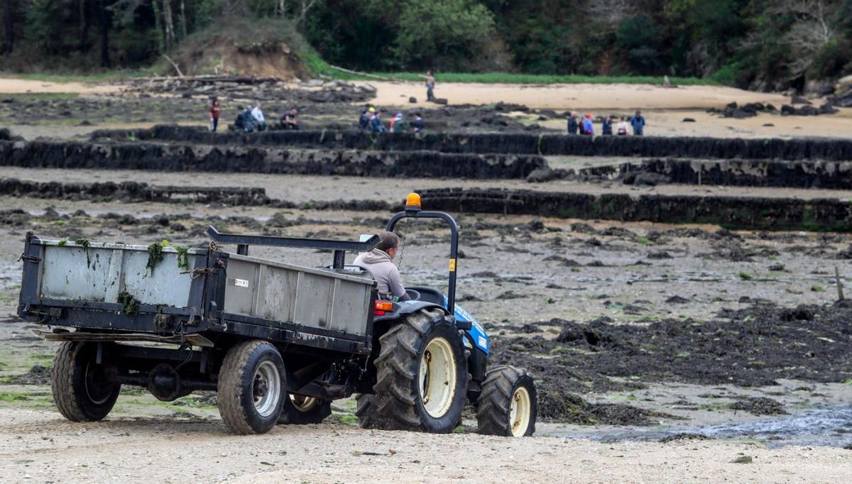 El tractorista se dirige a la zona de trabajo de las mariscadoras, para cargar más algas.   | // IÑAKI ABELLA