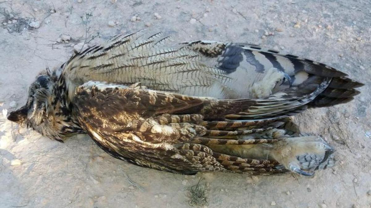 Un águila perdicera electrocutada en Sierra Escalona