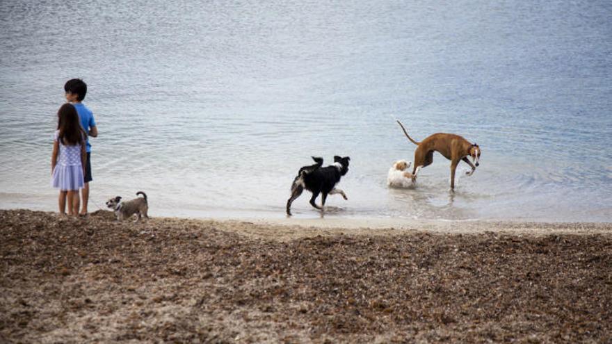 PP y Cs rechazan la ordenanza que limita el número de perros por casa