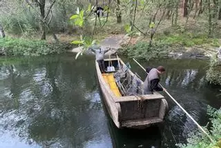 La pesca de lamprea en el Ulla arranca bajo mínimos