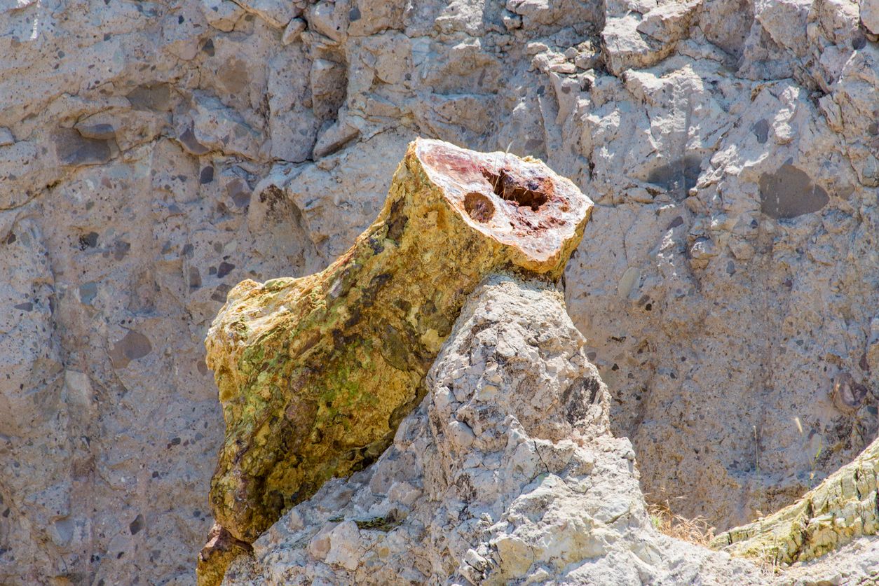 Los bosques petrificados son unos yacimientos paleontológicos únicos