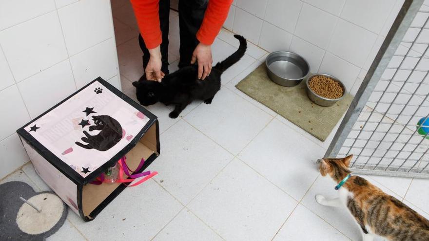 Asociaciones de animales alertan del poco espacio para gatos en el albergue  de Serín - La Nueva España