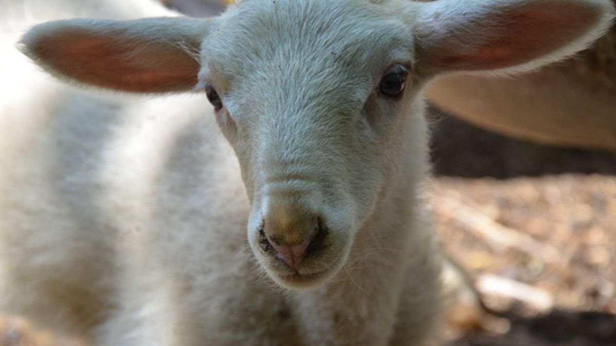 El impacto humano remodela el tamaño de animales domésticos y silvestres en el último milenio