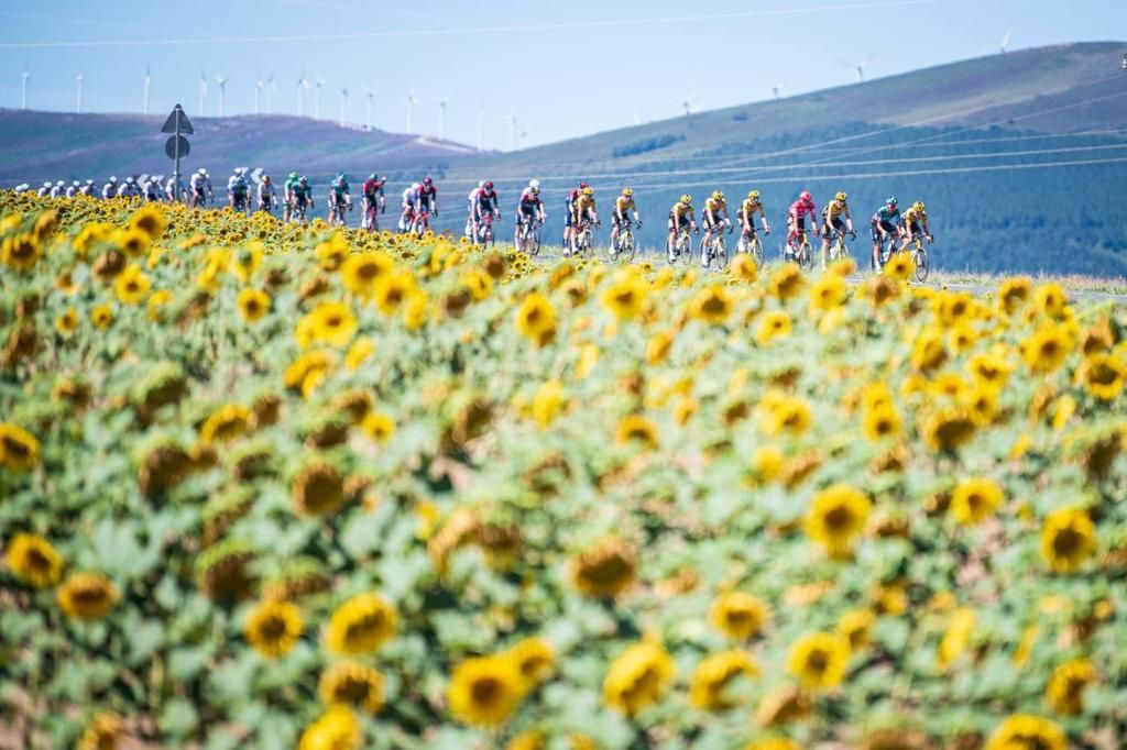 Girasoles Vuelta