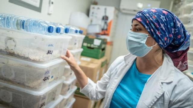Una joven investigadora observa las muestras de insectos con las que trabaja en el Instituto Canario de Investigaciones Agrarias.