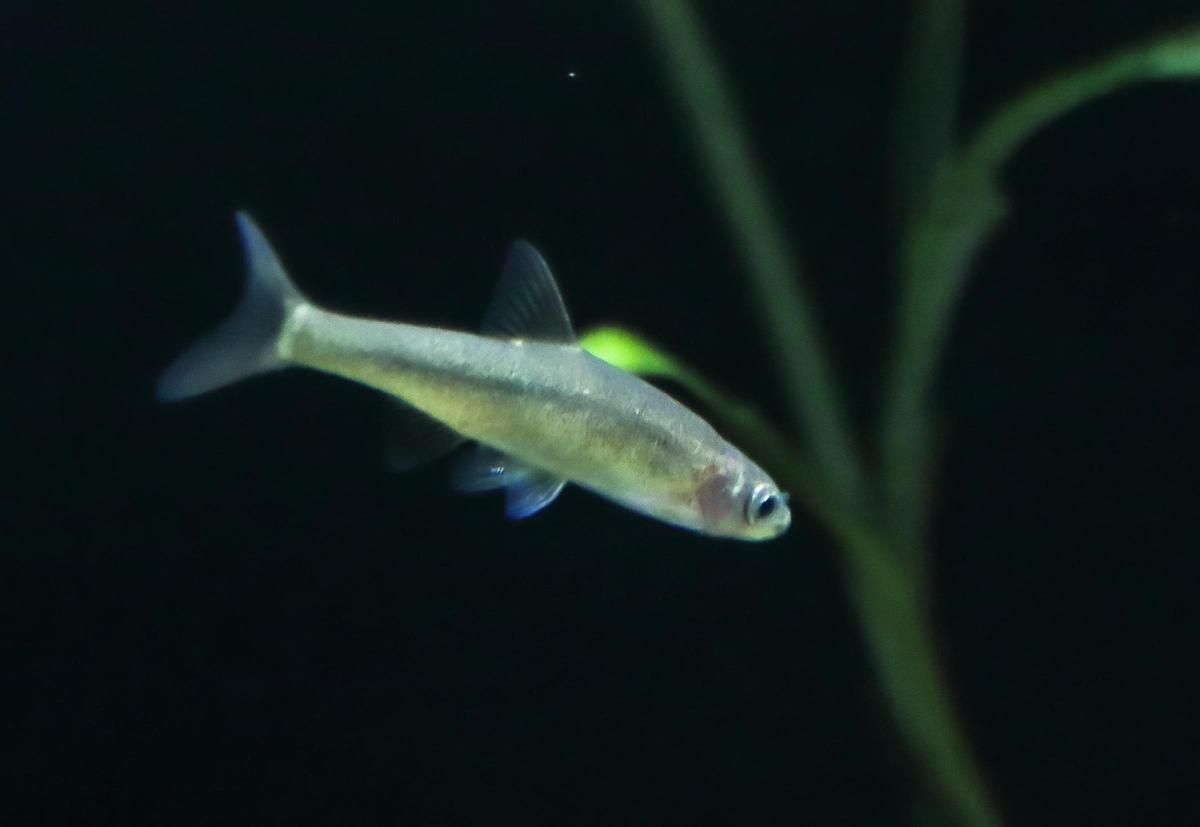 Jarabugo, especie endémica de la península que vive en ríos de la cuenca del Guadiana.
