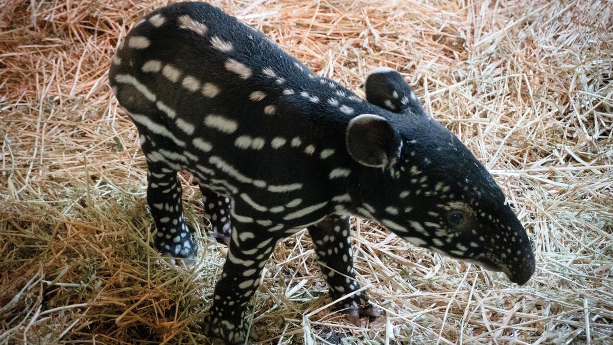 Nace el primer tapir malayo en España, especie en peligro grave de extinción