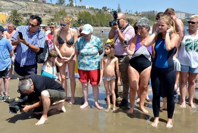 18/03/2016 PLAYA DEL INGLES, SAN BARTOLOME DE TIRAJANA. Suelta de tortugas bobas en Playa del Ingles. Foto: SANTI BLANCO