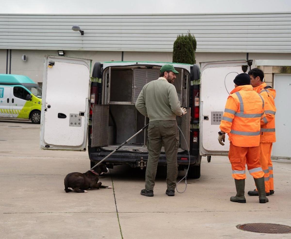 Un perro es sacado del centro de bienestar animal de Sadeco.
