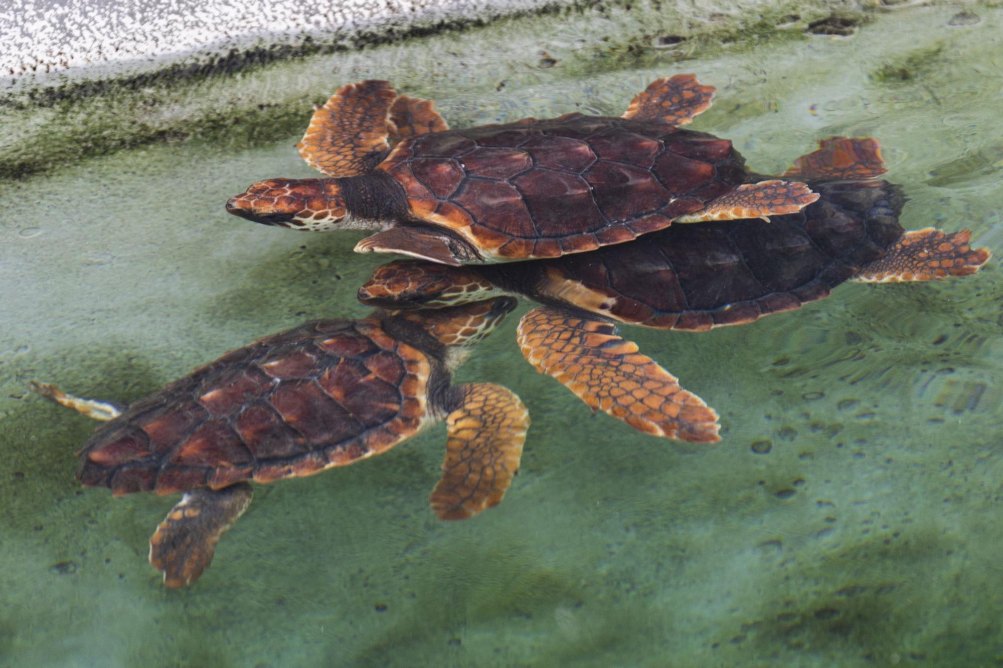 El Oceanogràfic presenta su campaña 'Tortugas 2022'