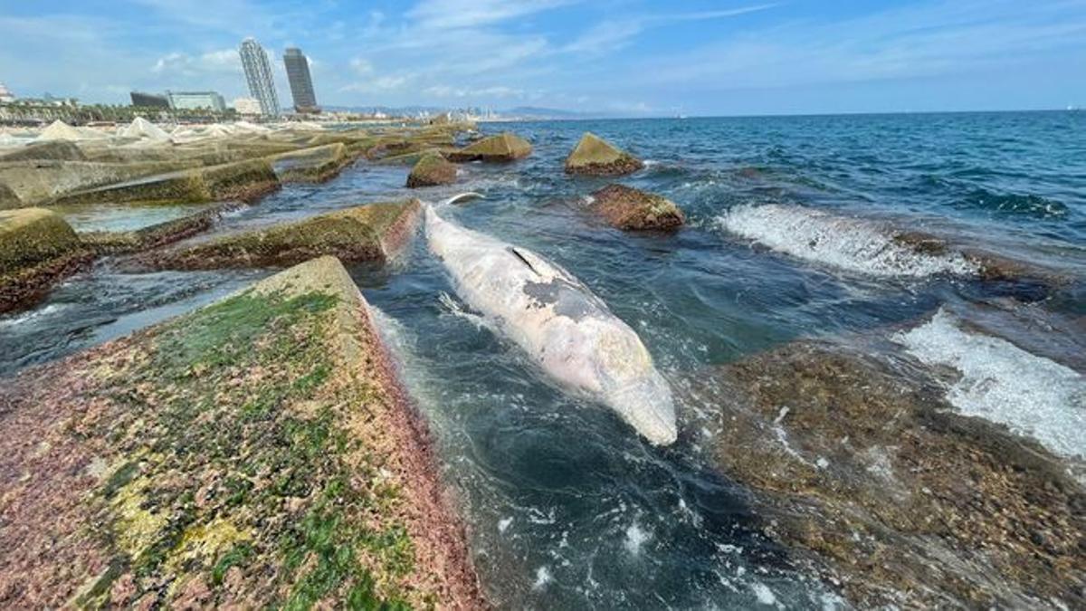 Barcelona ignora al 'rey' de las inmersiones en apnea.