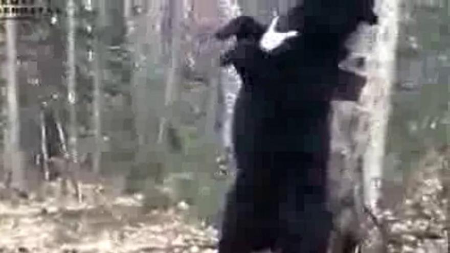 El espectacular baile del oso siberiano en Rusia para marcar su territorio.