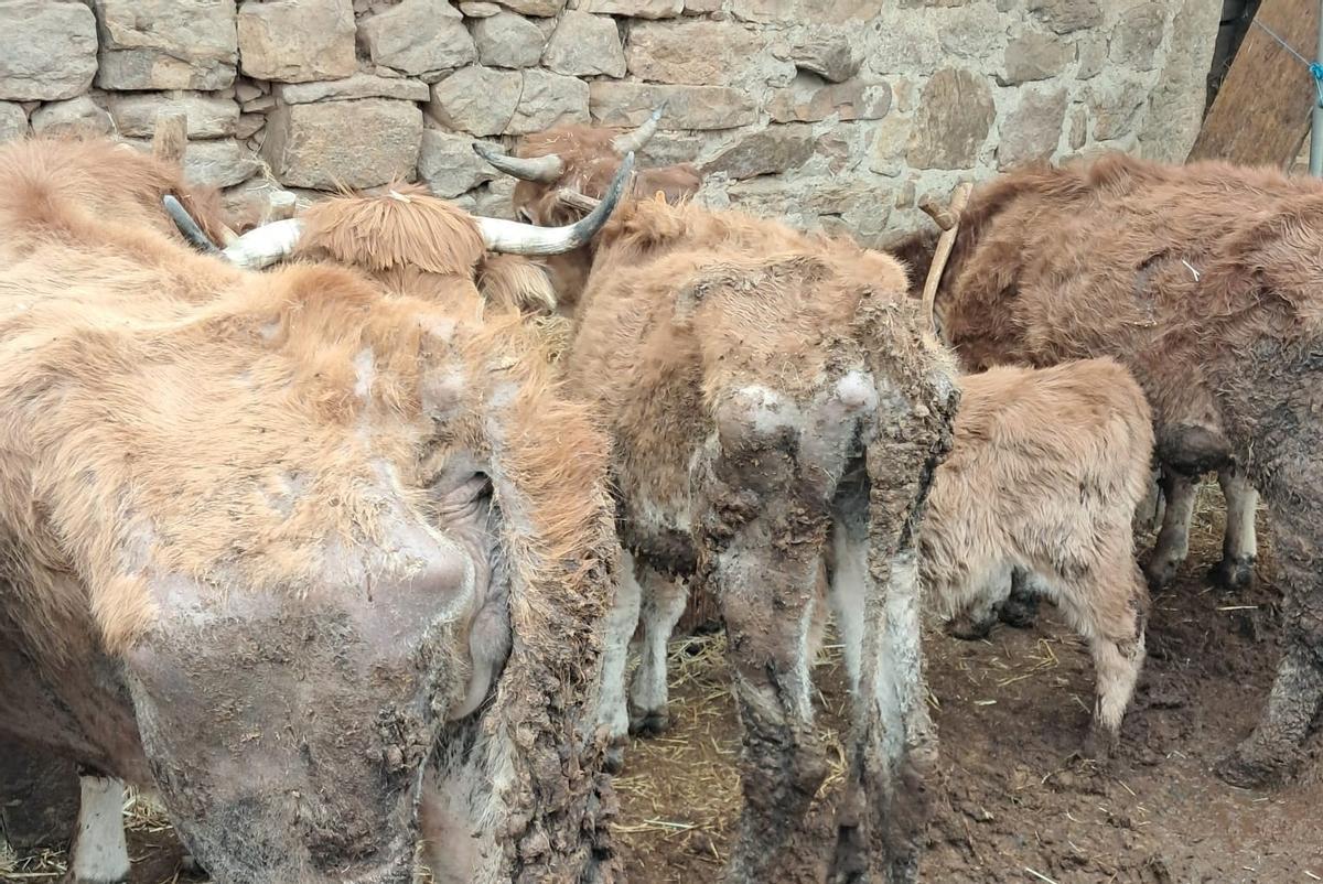 Los animales extremadamente delgados de los investigados.