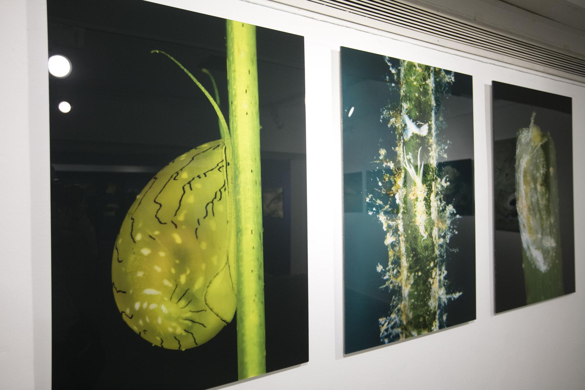 Exposición de fotografía submarina del Port de Sant Miquel en  sa Nostra Sala de Joan Costa