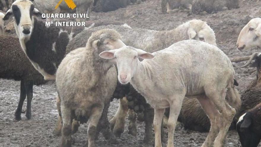 Estado de las ovejas y la explotación del denunciado en el momento de la intervención de la Guardia Civil.