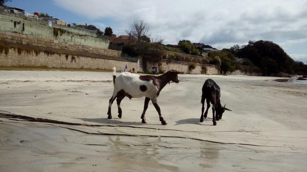 Cabras en la playa de Tirán