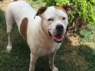 La Policía Local de Castelló abate a tiros a un perro en Castelló y la propietaria anuncia acciones legales