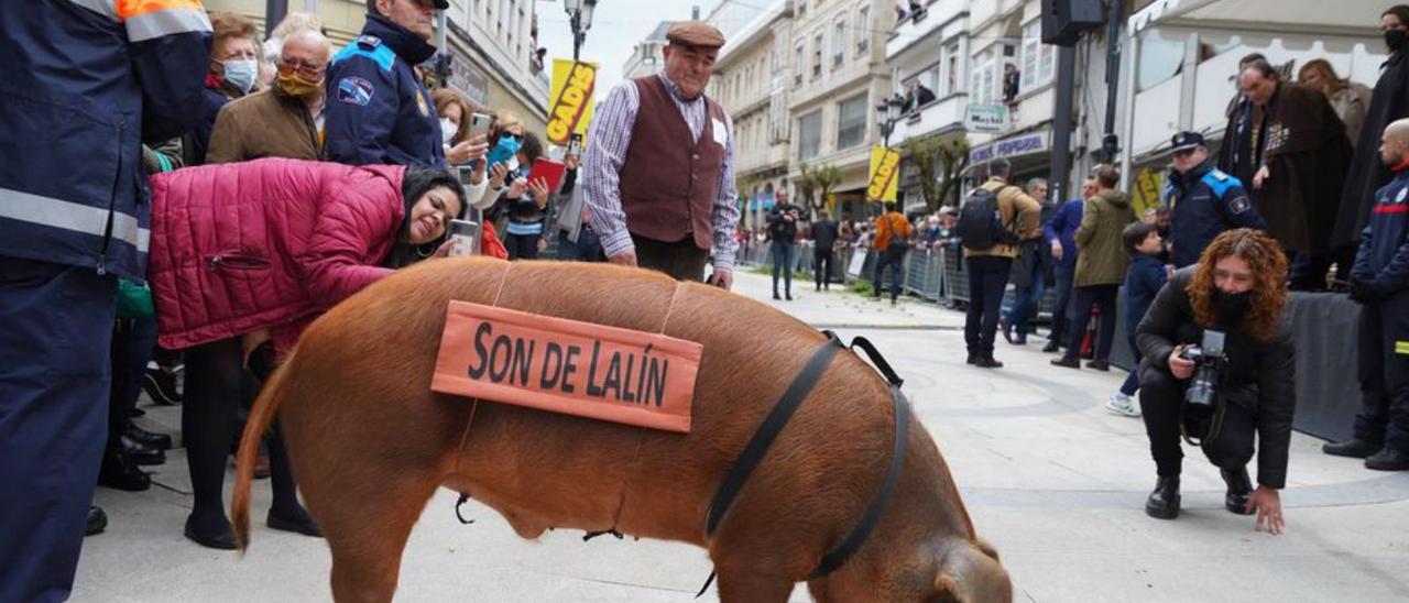 El cerdo “Queitano” volverá a abrir el desfile.   | // BERNABÉ