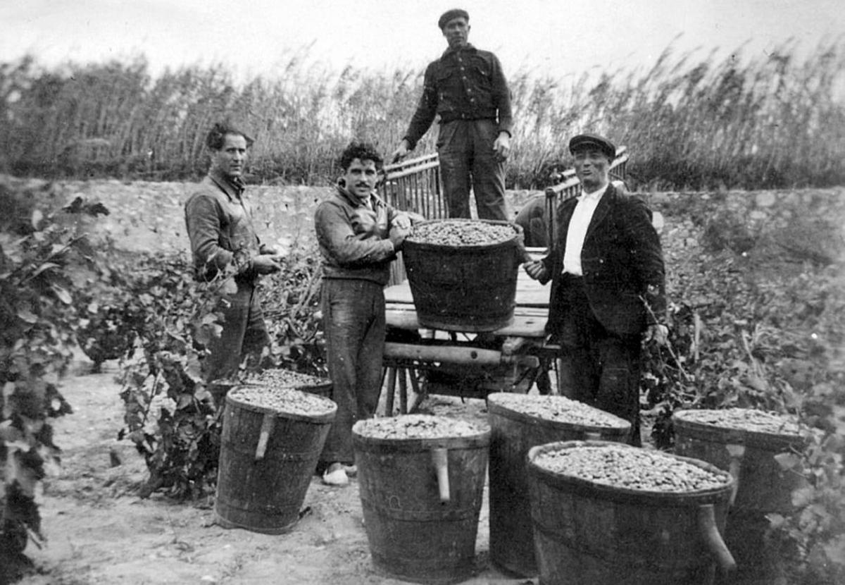 Avantpassats de la família Arché Pagès treballant a les seves vinyes.