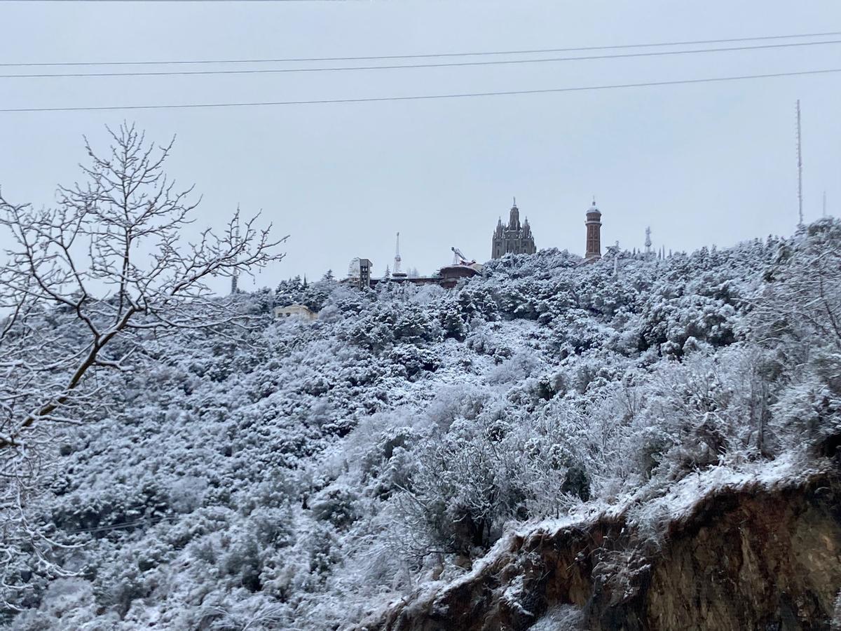 Collserola, con nieve