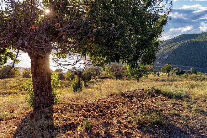 Árbol de la castaña