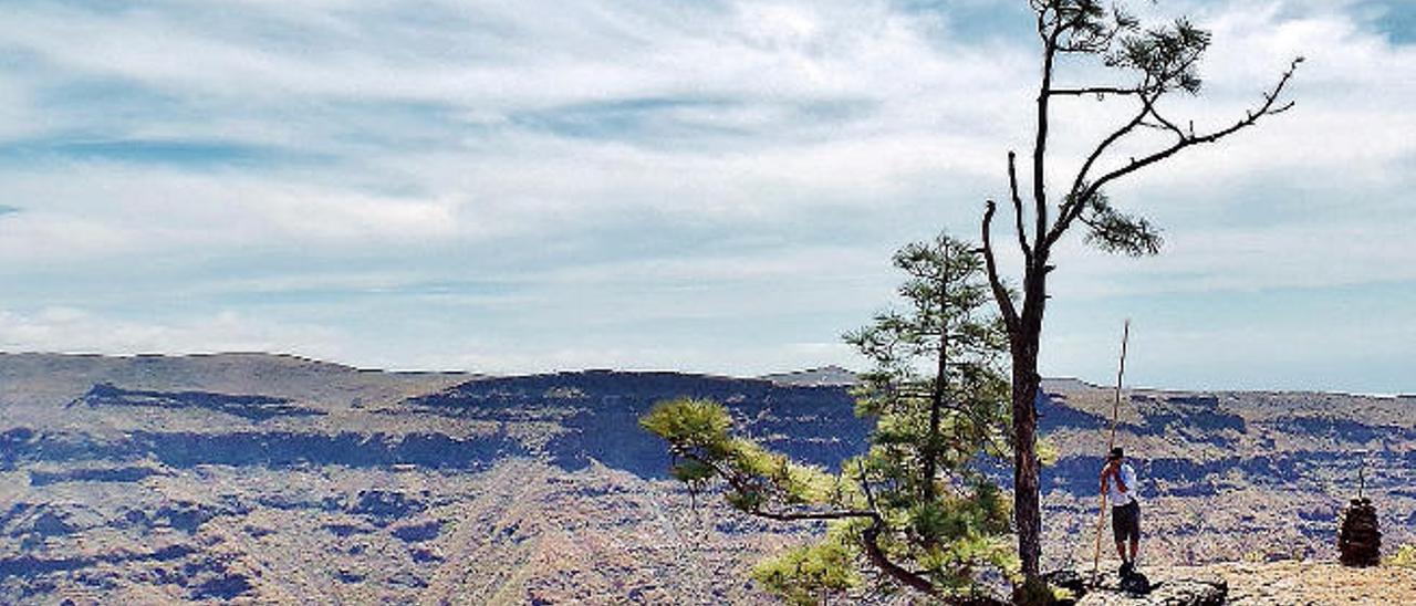 Investigan los pinos de Arguineguín por su adaptación al cambio climático