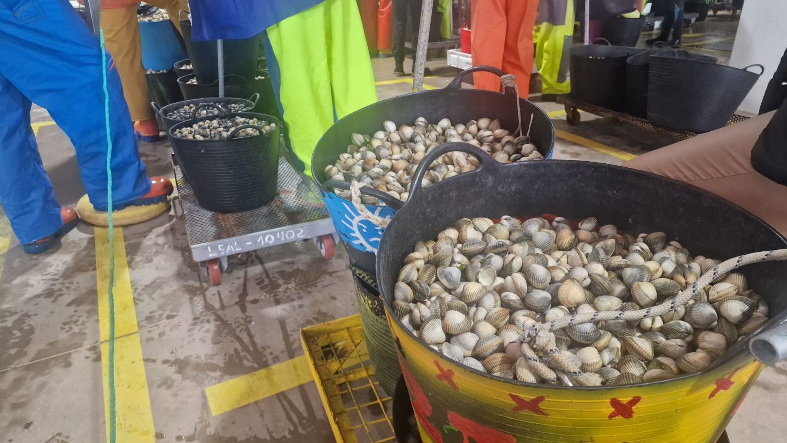 Así es el día a día en el puerto y la lonja de O Testal (Noia), donde cada vez se dan cita más mariscadores arousanos.