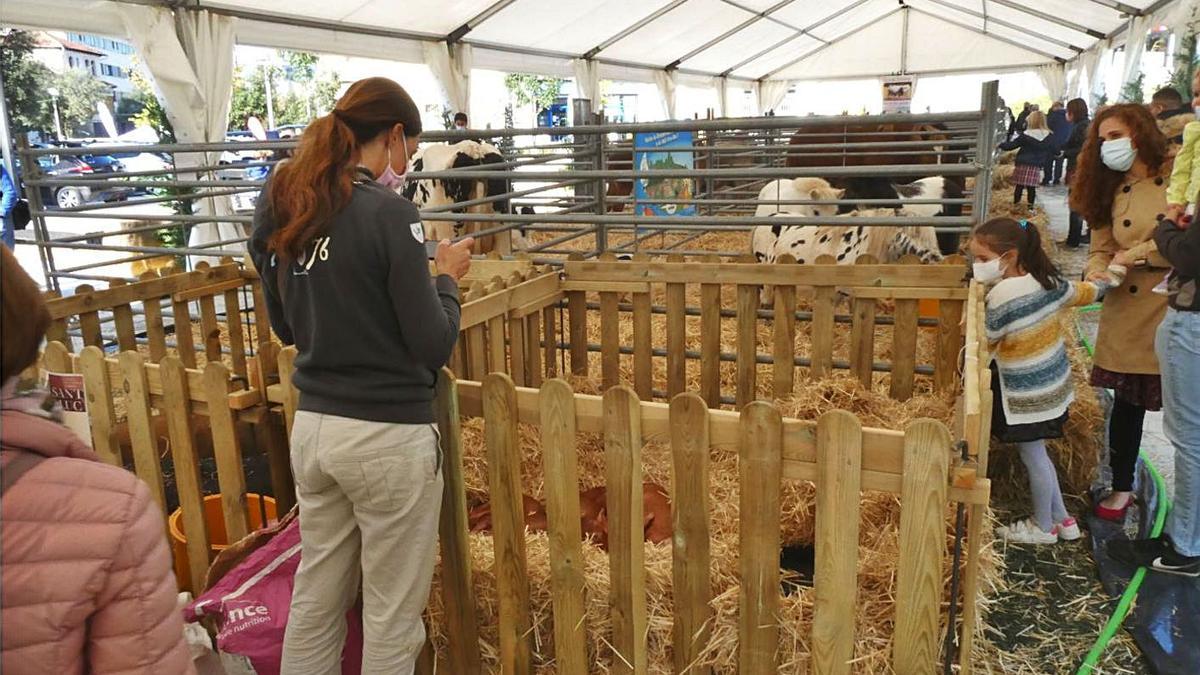 La mostra de bestiar ahir a la Fira de Sant Lluc d’Olot. | DDG