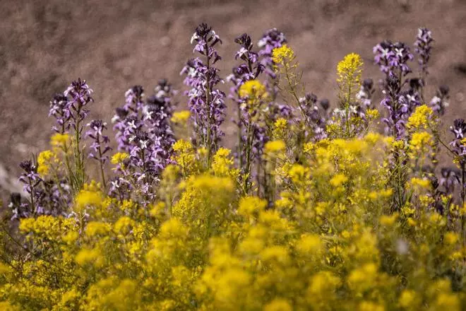 Floración en el Teide