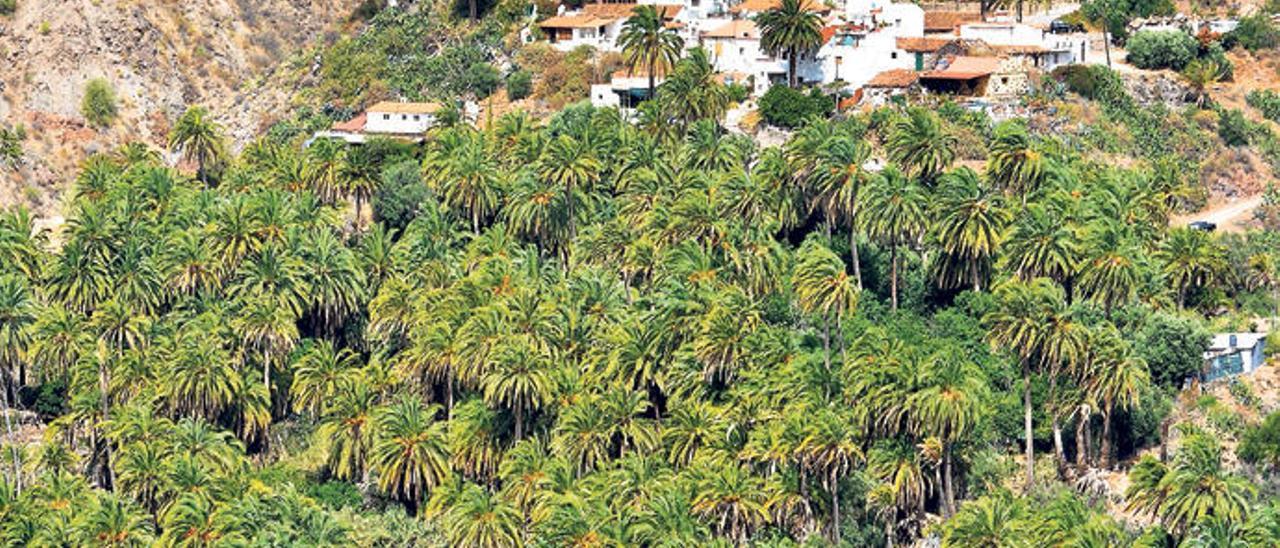 La diocalandra enferma sin control a los palmerales más valiosos de la Isla