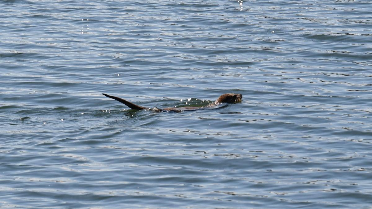 Nutrias en el embalse de Cecebre
