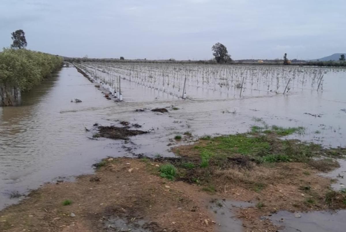 Cultivos anegados por las borrascas en fincas cerca de Mérida.