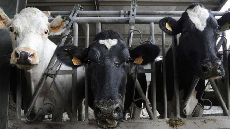 Alerta en el campo gallego ante un posible nuevo cártel de la leche