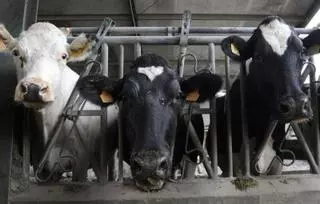Alerta en el campo gallego ante un posible nuevo cártel de la leche