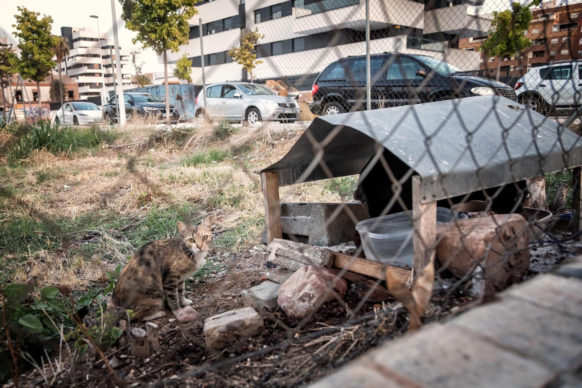 Colección premiada de David Piqueras