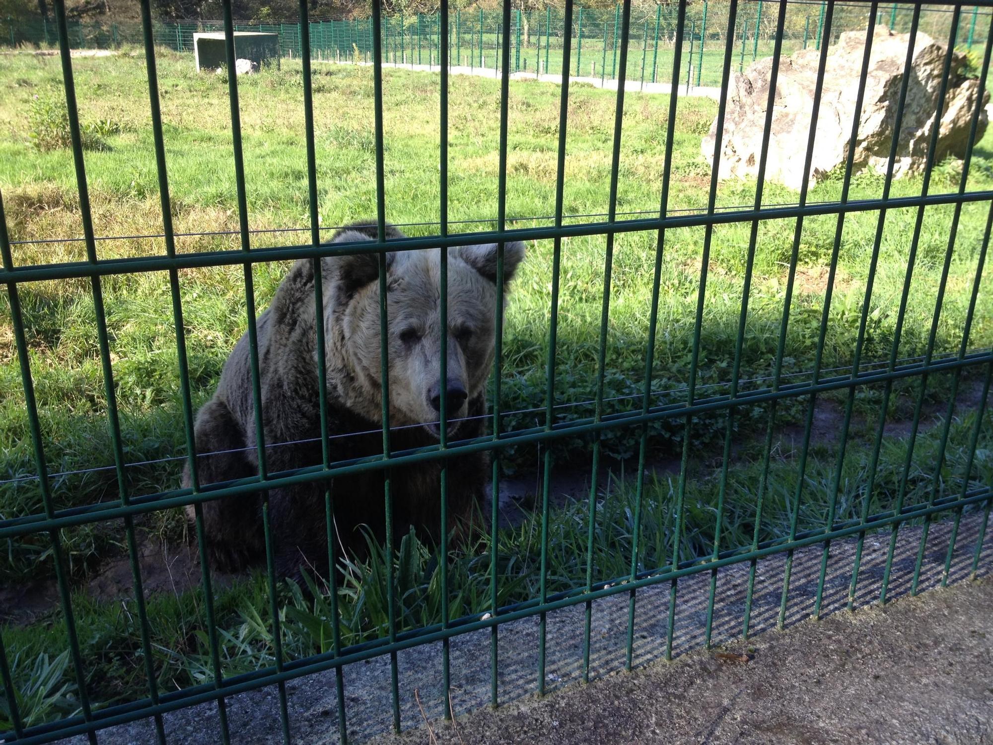 EN IMÁGENES: Así fue la vida de la osa "Paca" en el cercado de los Valles del Trubia