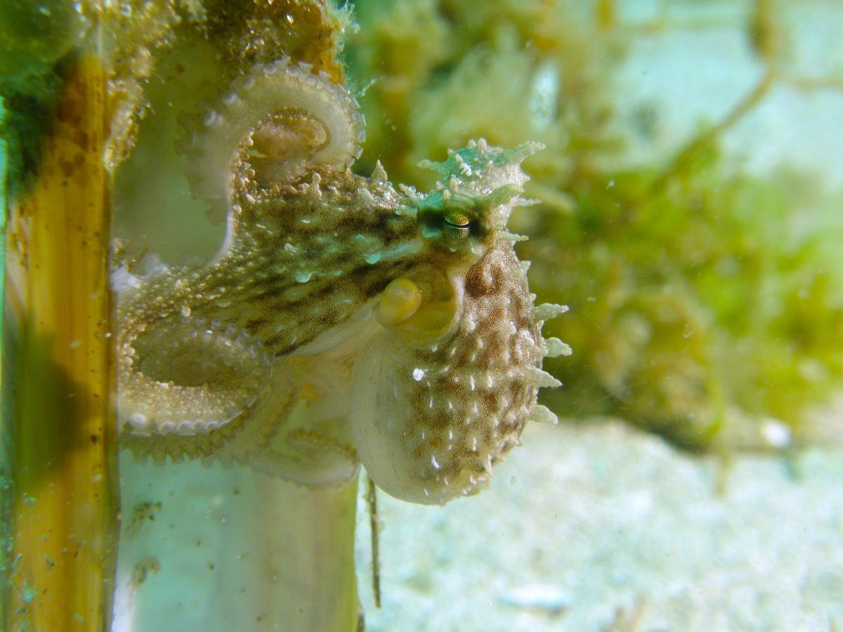 Conchas de almeja o navajas, los escondites favoritos de los pulpos juveniles de Cíes