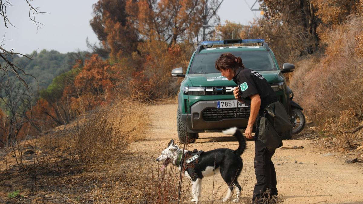 La unitat canina dels Agents Rurals treballant sobre el terreny