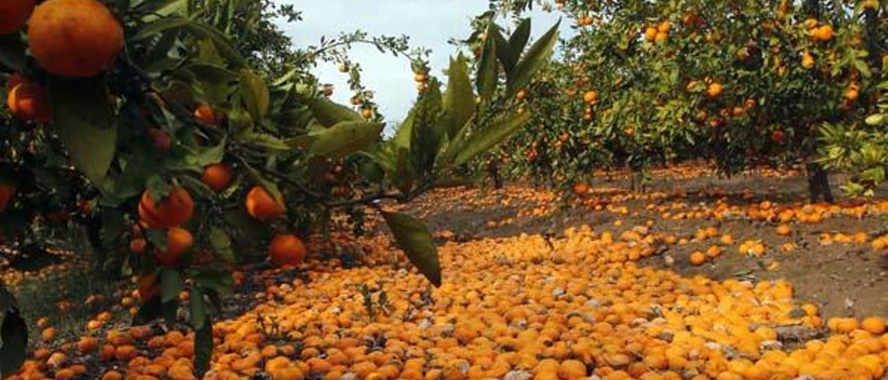 El exceso de lluvia dispara el «pixat»