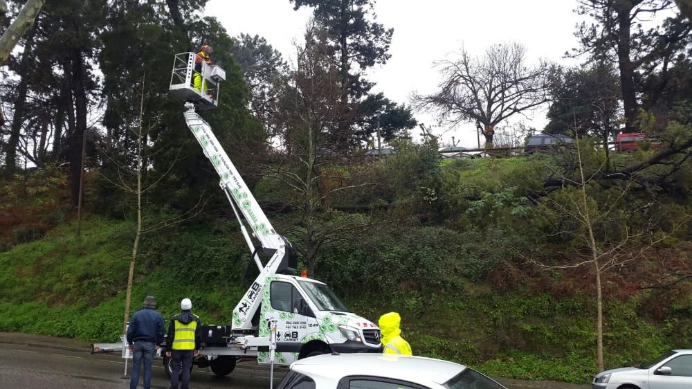 Peligro por un árbol en riesgo de desplome