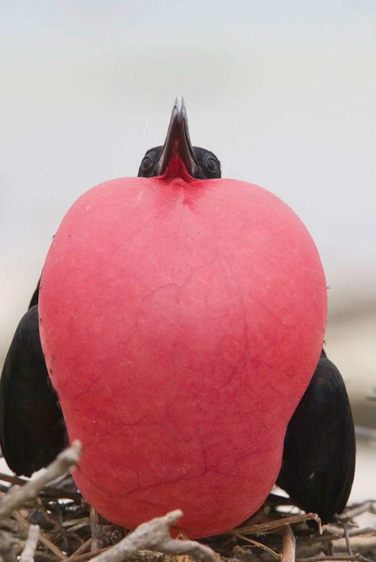 Una fregata infla una bolsa roja que tienen en la garganta para atraer a las hembras en la isla Genovesa.