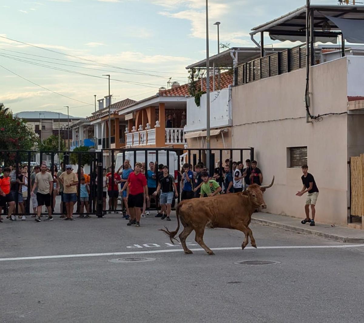 No faltarán los tradicionales ‘bous al carrer’ y las vaquillas.