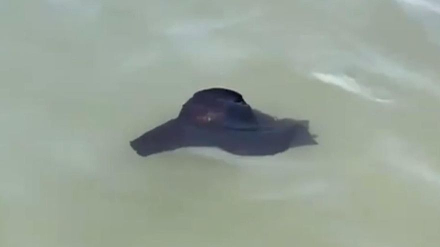 Descubre al “conejo de mar” en Canarias: una visita tan inesperada como fascinante