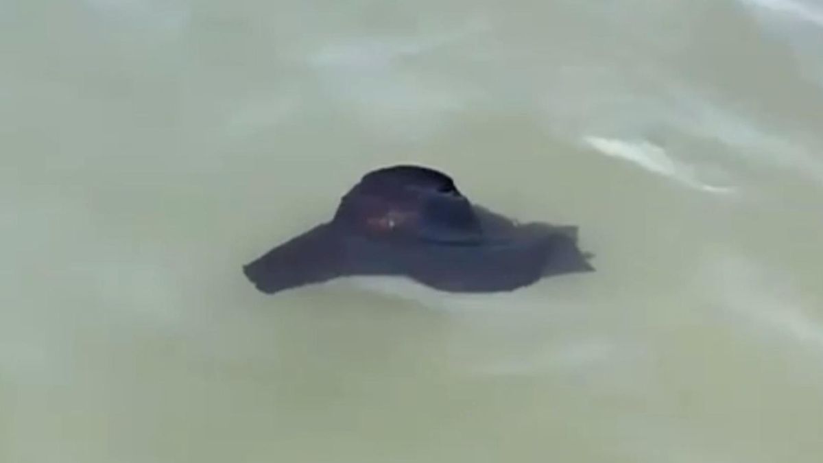 Descubre al “conejo de mar” en Canarias: una visita tan inesperada como fascinante